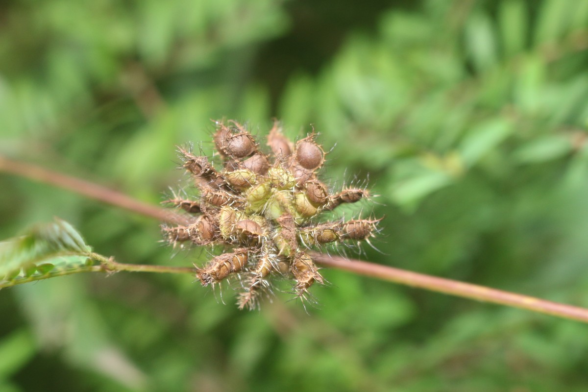 Mimosa pudica L.